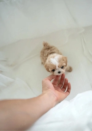 Maltipoo Mini Toy - imagine 2