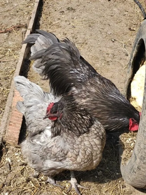 Cocosi australorp diferite culori - imagine 3