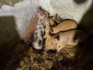 purcei 10 saptamani - imagine 5