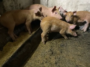 purcei de vanzare - imagine 3