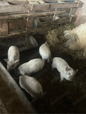 Purcei mangalita - imagine 5