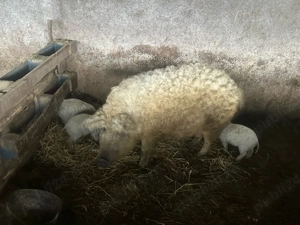 Purcei mangalita - imagine 2