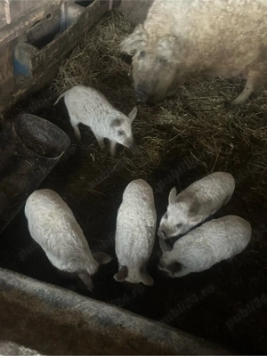 Purcei mangalita - imagine 4