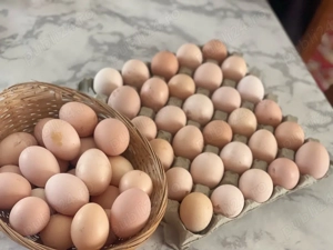 oua de tara  100% naturale 