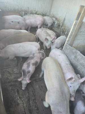 Vand purcei - imagine 4