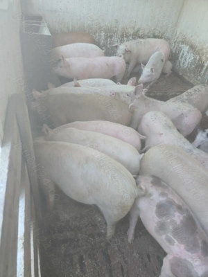 Vand purcei - imagine 2