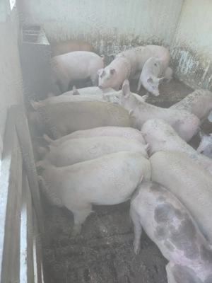 Vand purcei - imagine 3