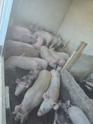 Vand purcei - imagine 5