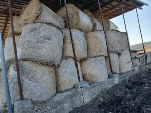 Vând lucerna infoliata 