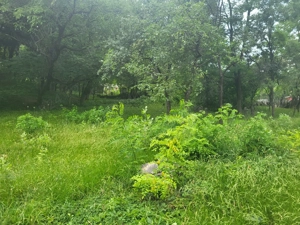 teren Fieni - imagine 2