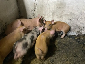 purcei de vanzare - imagine 5