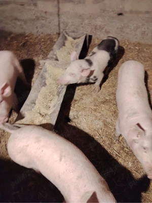 purcei devanzare -rasa de carne  - imagine 2