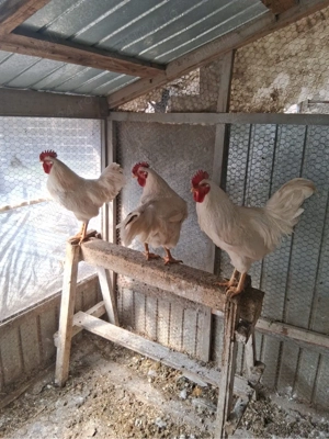 Curcani, cocosi albi, gaini si cocosi Australop Playmouth - imagine 2