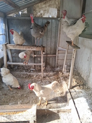 Curcani, cocosi albi, gaini si cocosi Australop Playmouth