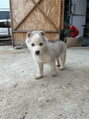 Pui Husky  - imagine 2