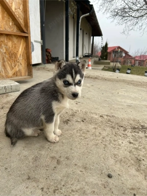 Pui Husky  - imagine 4