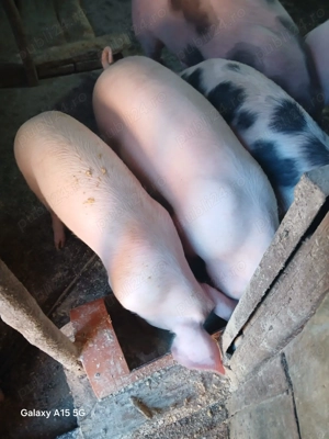 Purcei de vânzare, crescuți in gospodărie