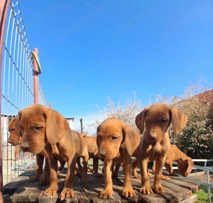 Căței vizsla maghiar