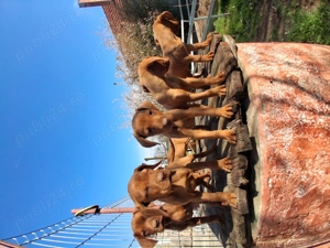 Căței vizsla maghiar - imagine 2