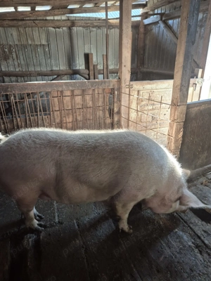 Porci de vanzare.  - imagine 3