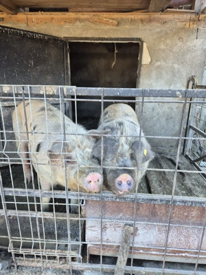 Porci de vanzare.  - imagine 2