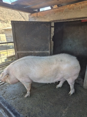 Porci de vanzare.  - imagine 4