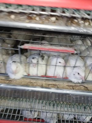 prepelite xxl  - imagine 2