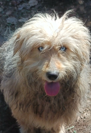 Donez 3 câini talie medie cu vârsta de 1 an, individual, doi sau toți - imagine 2