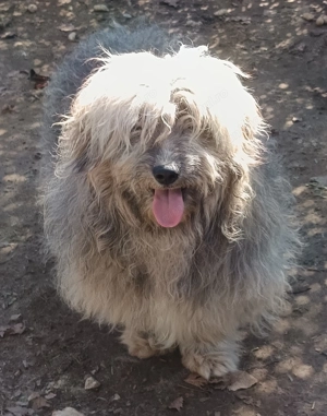 Donez 3 câini talie medie cu vârsta de 1 an, individual, doi sau toți - imagine 4