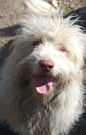 Donez 3 câini talie medie cu vârsta de 1 an, individual, doi sau toți - imagine 3