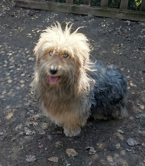 Donez 3 câini talie medie cu vârsta de 1 an, individual, doi sau toți