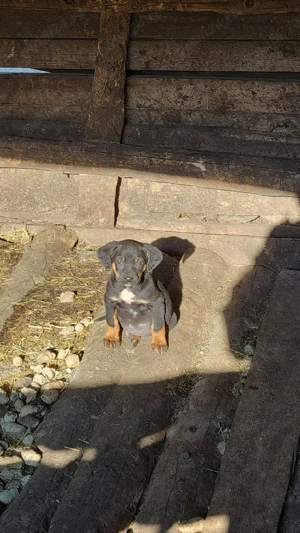 Câini de vânătoare 