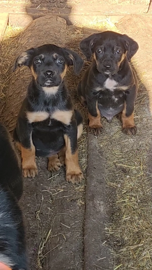 Câini de vânătoare 