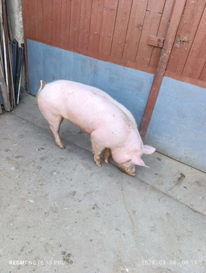 Porc de vanzare