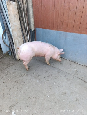 Porc de vanzare - imagine 2
