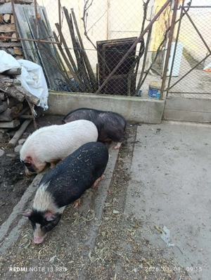 Porci vietnamezi - imagine 2