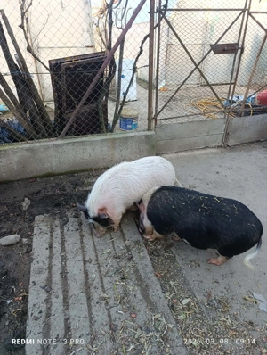 Porci vietnamezi - imagine 3