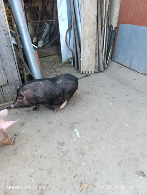 Porci vietnamezi - imagine 4