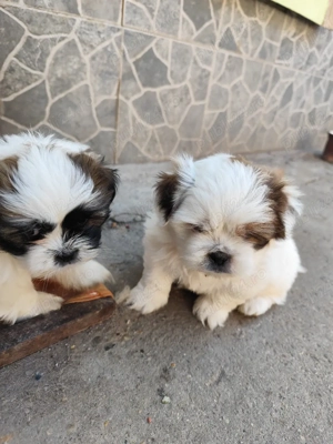 Vand Shih-tzu  - imagine 4