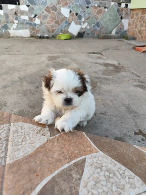 Vand Shih-tzu 