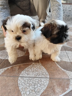 Vand Shih-tzu  - imagine 5