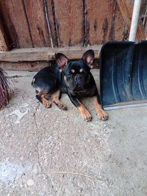 Bulldog francez  - imagine 3