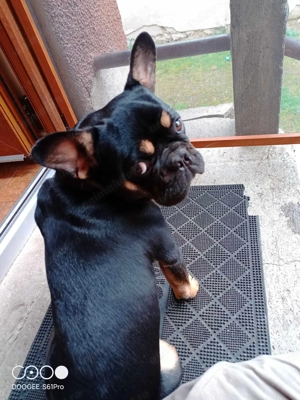 Bulldog francez  - imagine 5