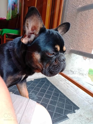 Bulldog francez  - imagine 4