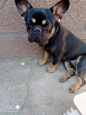 Bulldog francez  - imagine 2