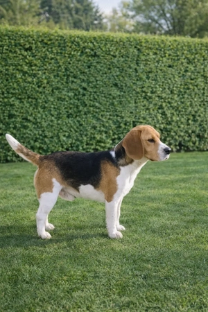 2 masculi Beagle - imagine 2