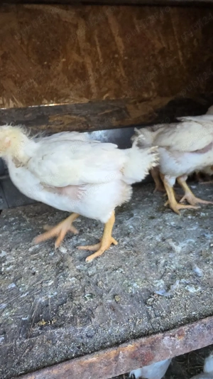 pui albi de carne - imagine 3