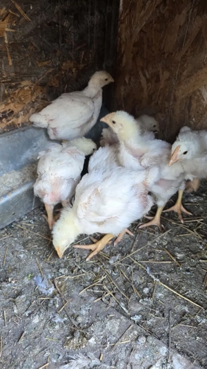 pui albi de carne - imagine 2