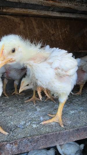pui albi de carne - imagine 4