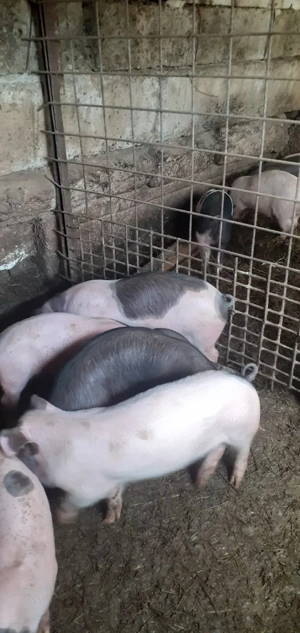 Vand purceii - imagine 2